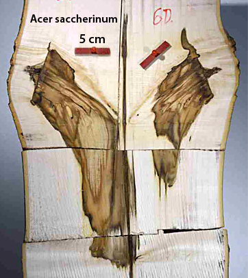 sukkerløn beskæring 2