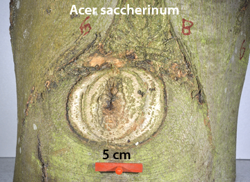 sukkerløn beskæring