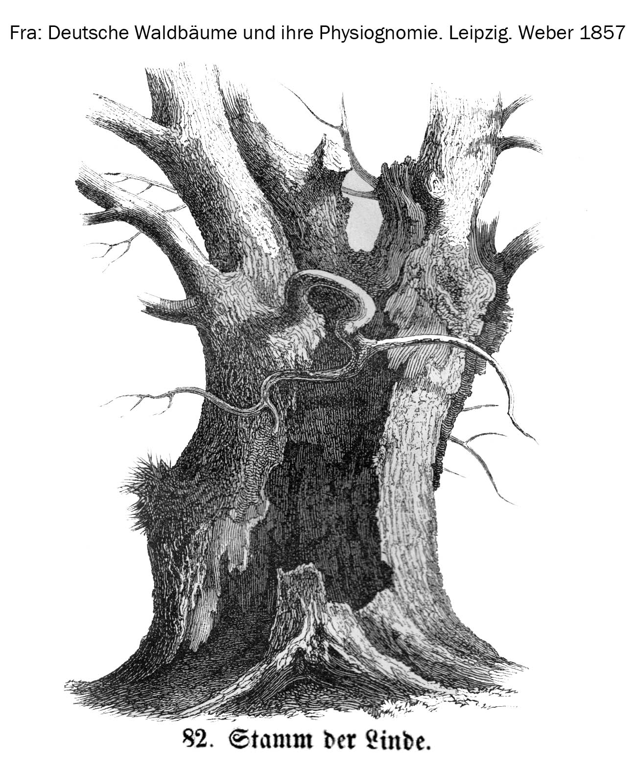 gammel lindetræ - veterantræ