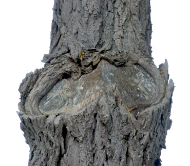 beskæring tykke grene