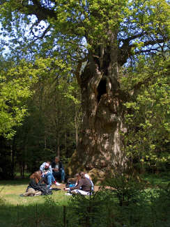 bevaringsværdigt træ
