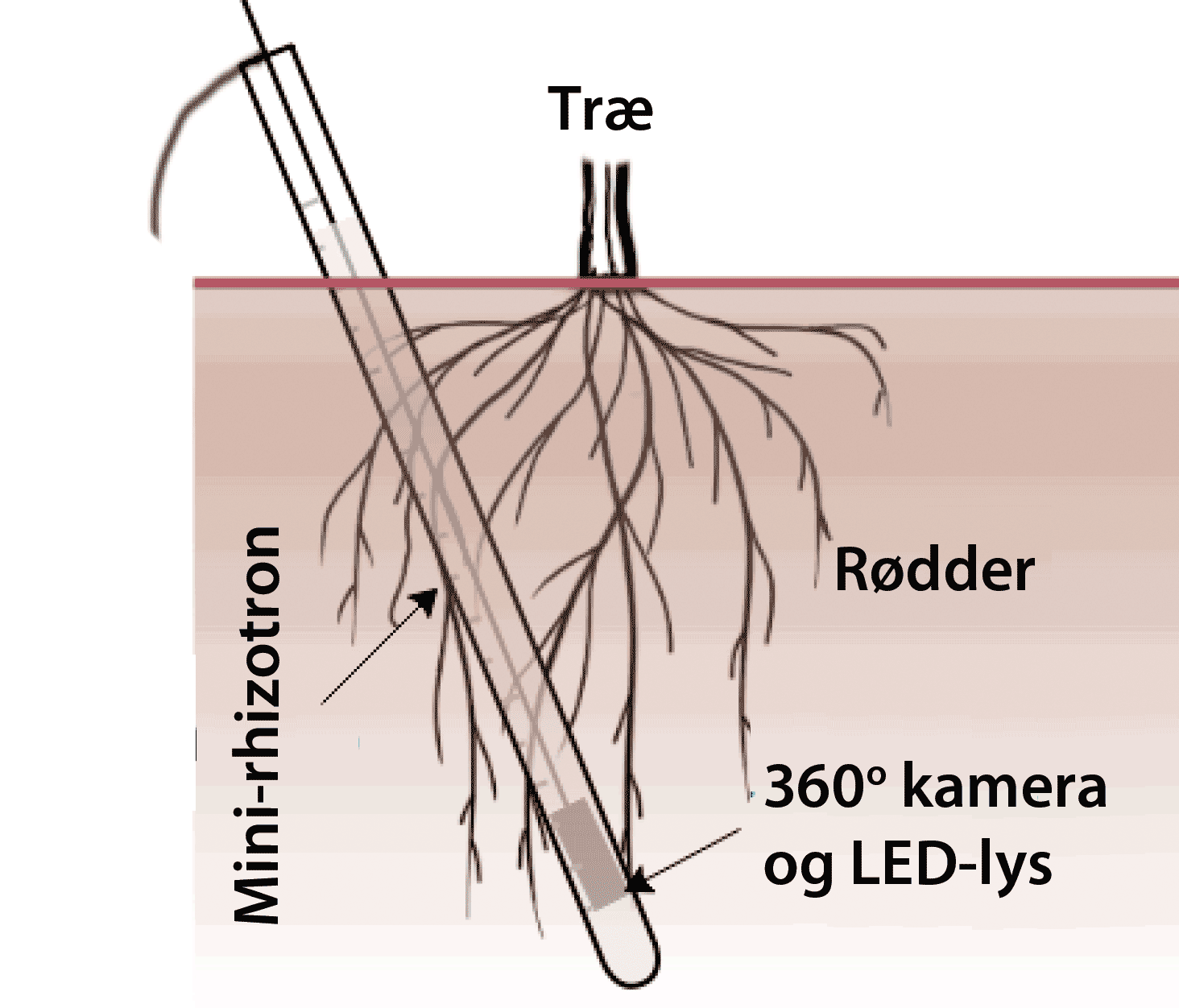 monitering af rødder